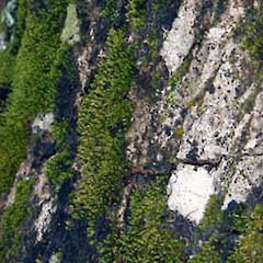 Calymperes tenerum.<br>Photographer: Peter J de Lange, Licence: <a target='_blank' href='https://creativecommons.org/licenses/by-nc/4.0'>CC BY-NC</a>.