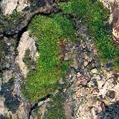 Calymperes tenerum.<br>Photographer: Peter J de Lange, Licence: <a target='_blank' href='https://creativecommons.org/licenses/by-nc/4.0'>CC BY-NC</a>.