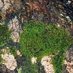 Calymperes tenerum.<br>Photographer: Peter J de Lange, Licence: <a target='_blank' href='https://creativecommons.org/licenses/by-nc/4.0'>CC BY-NC</a>.