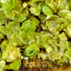 Cololejeuna apressa.<br>Photographer: John E. Braggins, Licence: All rights reserved.