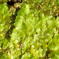 Cololejeuna apressa.<br>Photographer: John E. Braggins, Licence: All rights reserved.