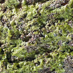 Te Paki, on Geniostoma ligustrifolium. Sep 2011.<br>Photographer: Jeremy R. Rolfe, Licence: <a target='_blank' href='https://creativecommons.org/licenses/by/4.0'>CC BY</a>. <a class='member-message' href='/nzpcn/why-join-nzpcn/' target='_blank'>Members can view a larger version of this image.</a>