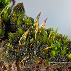 On kopi trunk, Chatham Island. Oct 2007, from a specimen collected by Peter de Lange.<br>Photographer: Jeremy R. Rolfe, Licence: <a target='_blank' href='https://creativecommons.org/licenses/by/4.0'>CC BY</a>.
