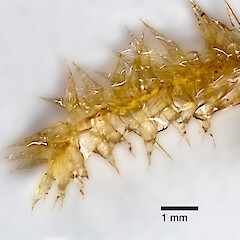 Raoul Island, Kermadec Islands (from a specimen collected by Peter de Lange), Feb 2012.<br>Photographer: Jeremy R. Rolfe, Licence: <a target='_blank' href='https://creativecommons.org/licenses/by/4.0'>CC BY</a>. <a class='member-message' href='/nzpcn/why-join-nzpcn/' target='_blank'>Members can view a larger version of this image.</a>