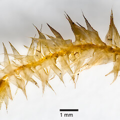 Raoul Island, Kermadec Islands (from a specimen collected by Peter de Lange), Feb 2012.<br>Photographer: Jeremy R. Rolfe, Licence: <a target='_blank' href='https://creativecommons.org/licenses/by/4.0'>CC BY</a>. <a class='member-message' href='/nzpcn/why-join-nzpcn/' target='_blank'>Members can view a larger version of this image.</a>