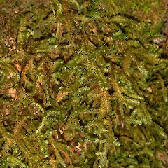 Neckeropsis on Rhopalostylis baueri, Raoul Island May 2009.<br>Photographer: Peter J de Lange, Licence: <a target='_blank' href='https://creativecommons.org/licenses/by-nc/4.0'>CC BY-NC</a>. <a class='member-message' href='/nzpcn/why-join-nzpcn/' target='_blank'>Members can view a larger version of this image.</a>