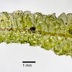 Raoul Island, Kermadec Islands (from a specimen collected by Peter de Lange), Feb 2012.<br>Photographer: Jeremy R. Rolfe, Licence: <a target='_blank' href='https://creativecommons.org/licenses/by/4.0'>CC BY</a>. <a class='member-message' href='/nzpcn/why-join-nzpcn/' target='_blank'>Members can view a larger version of this image.</a>