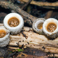 On Kunzea ericoides debris. Stokes Valley. July 2006.<br>Photographer: Jeremy R. Rolfe, Licence: <a target='_blank' href='https://creativecommons.org/licenses/by/4.0'>CC BY</a>.