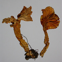 Cantharellus elsae
