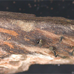 Chlorovibrissea bicolor.<br>Photographer: Manaaki Whenua Landcare Research, Licence: All rights reserved.