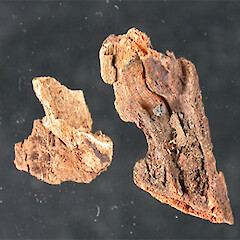 Chlorovibrissea melanochlora