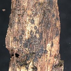 An image of Chlorovibrissea tasmanica.<br>Photographer: Manaaki Whenua Landcare Research, Licence: All rights reserved.