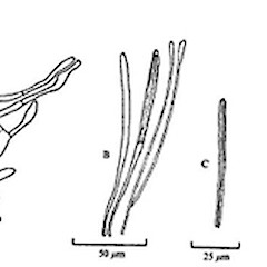 Illustration: A. Cortex of stalk with hairs. B. Ascus and paraphyses.<br>Photographer: Manaaki Whenua Landcare Research, Licence: All rights reserved.