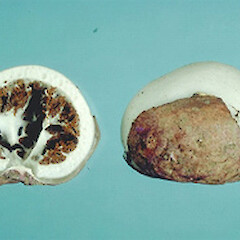 Claustula fischeri