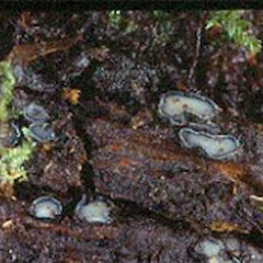 An image of Colpoma nothofagi.<br>Photographer: Manaaki Whenua Landcare Research, Licence: All rights reserved.