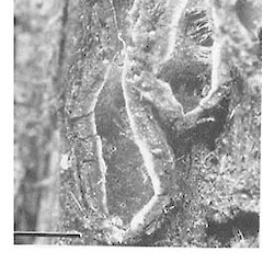 Colpoma nothofagi.<br>Photographer: Manaaki Whenua Landcare Research, Licence: All rights reserved.