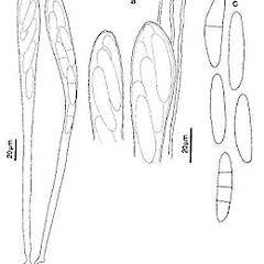 Sketch: A, asci. B, apex of asci and paraphyses.<br>Photographer: Manaaki Whenua Landcare Research, Licence: All rights reserved.