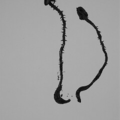 Cordierites acanthophora