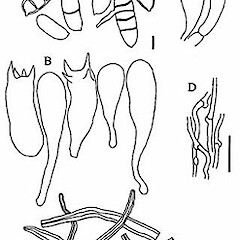 Dichomitus newhookii
