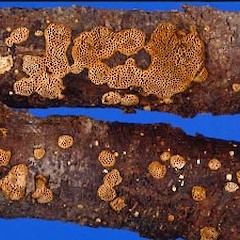 Dichomitus newhookii.<br>Photographer: Manaaki Whenua Landcare Research, Licence: All rights reserved.