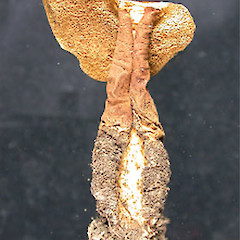 Gyroporus castaneus.<br>Photographer: Manaaki Whenua Landcare Research, Licence: All rights reserved.