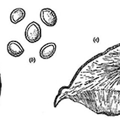 Inonotus chondromyelus