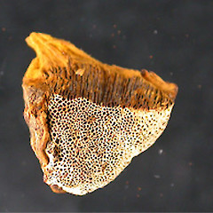 Inonotus chondromyelus.<br>Photographer: Manaaki Whenua Landcare Research, Licence: All rights reserved.
