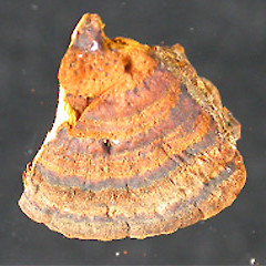 Inonotus chondromyelus.<br>Photographer: Manaaki Whenua Landcare Research, Licence: All rights reserved.