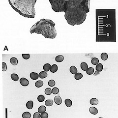 A, habit; B, basidiospores frm pileus surface.<br>Photographer: Manaaki Whenua Landcare Research, Licence: All rights reserved.