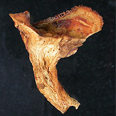 Lactarius maruiaensis.<br>Photographer: Manaaki Whenua Landcare Research, Licence: All rights reserved.