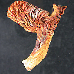 Lactarius maruiaensis.<br>Photographer: Manaaki Whenua Landcare Research, Licence: All rights reserved.