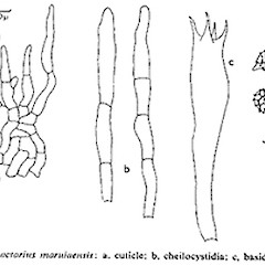 a. cuticle, b. cheilostidia.<br>Photographer: Manaaki Whenua Landcare Research, Licence: All rights reserved.