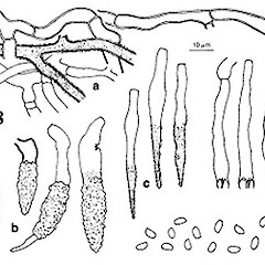 Phanerochaete luteoaurantiaca