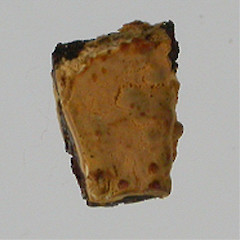 Phanerochaete luteoaurantiaca.<br>Photographer: Manaaki Whenua Landcare Research, Licence: All rights reserved.