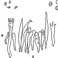 a. Section of hymenium, showing basidia and cystidioles.<br>Photographer: Manaaki Whenua Landcare Research, Licence: All rights reserved.