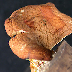 Polyporus septosporus.<br>Photographer: Manaaki Whenua Landcare Research, Licence: All rights reserved.