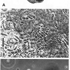 A. habit; B, C, septate basidiospores from pileus surface.<br>Photographer: Manaaki Whenua Landcare Research, Licence: All rights reserved.