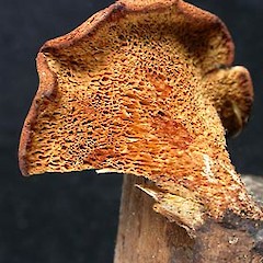 Polyporus septosporus.<br>Photographer: Manaaki Whenua Landcare Research, Licence: All rights reserved.