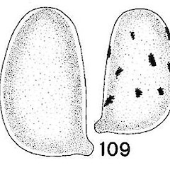 Basidiospores.<br>Photographer: Manaaki Whenua Landcare Research, Licence: All rights reserved.