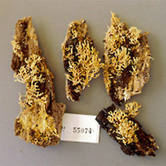 Ramaria aureorhiza.<br>Photographer: Manaaki Whenua Landcare Research, Licence: All rights reserved.