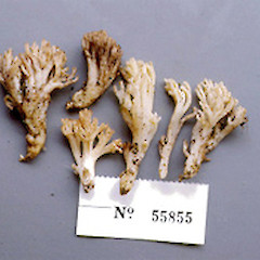 Ramaria avellaneovertex.<br>Photographer: Manaaki Whenua Landcare Research, Licence: All rights reserved.
