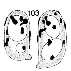 Basidiospores.<br>Photographer: Manaaki Whenua Landcare Research, Licence: All rights reserved.