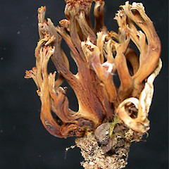 Ramaria basirobusta.<br>Photographer: Manaaki Whenua Landcare Research, Licence: All rights reserved.
