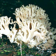 Ramaria junquilleovertex