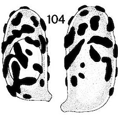 Basidiospores.<br>Photographer: Manaaki Whenua Landcare Research, Licence: All rights reserved.