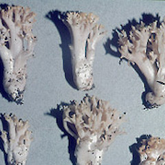 Ramaria junquilleovertex.<br>Photographer: Manaaki Whenua Landcare Research, Licence: All rights reserved.