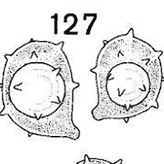 Ramariopsis avellanea
