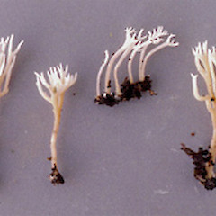 Ramariopsis avellanea.<br>Photographer: Manaaki Whenua Landcare Research, Licence: All rights reserved.