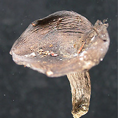 Russula inquinata.<br>Photographer: Manaaki Whenua Landcare Research, Licence: All rights reserved.