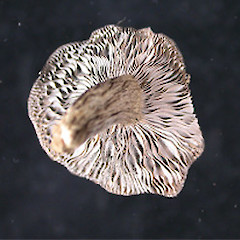 Russula inquinata.<br>Photographer: Manaaki Whenua Landcare Research, Licence: All rights reserved.